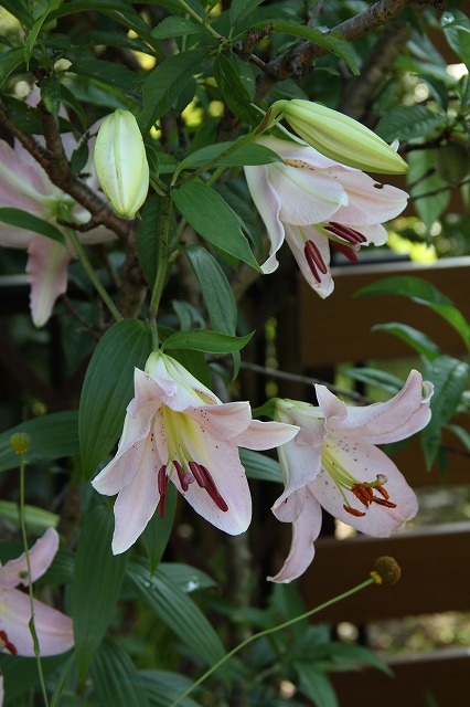 a0123003_94105.jpg