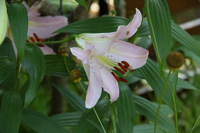 a0123003_99136.jpg