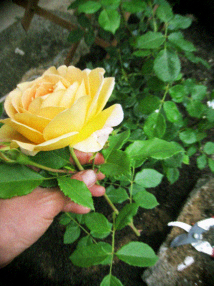 d0077603_76305.jpg