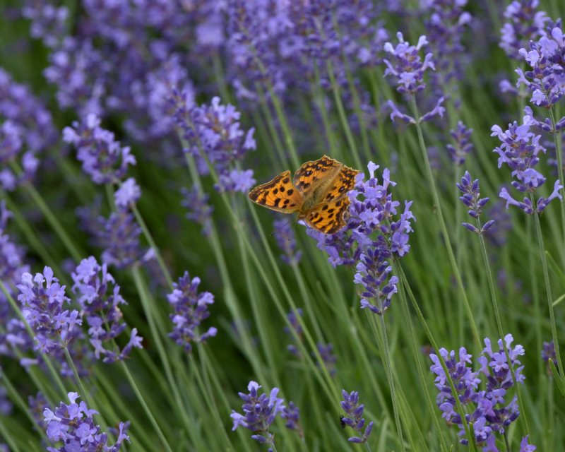 e0103903_20121069.jpg