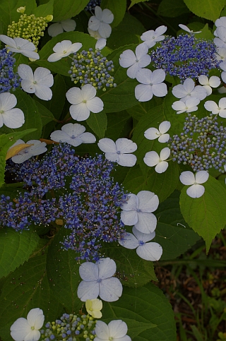 c0156908_7102841.jpg