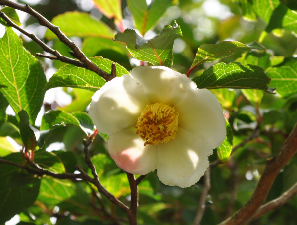 英彦山のオオヤマレンゲ　2011.06.25_f0196109_19435249.jpg