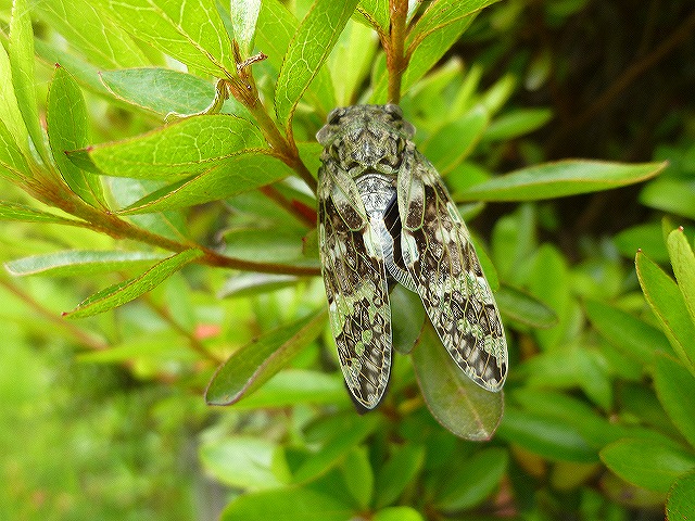 d0037110_22293990.jpg