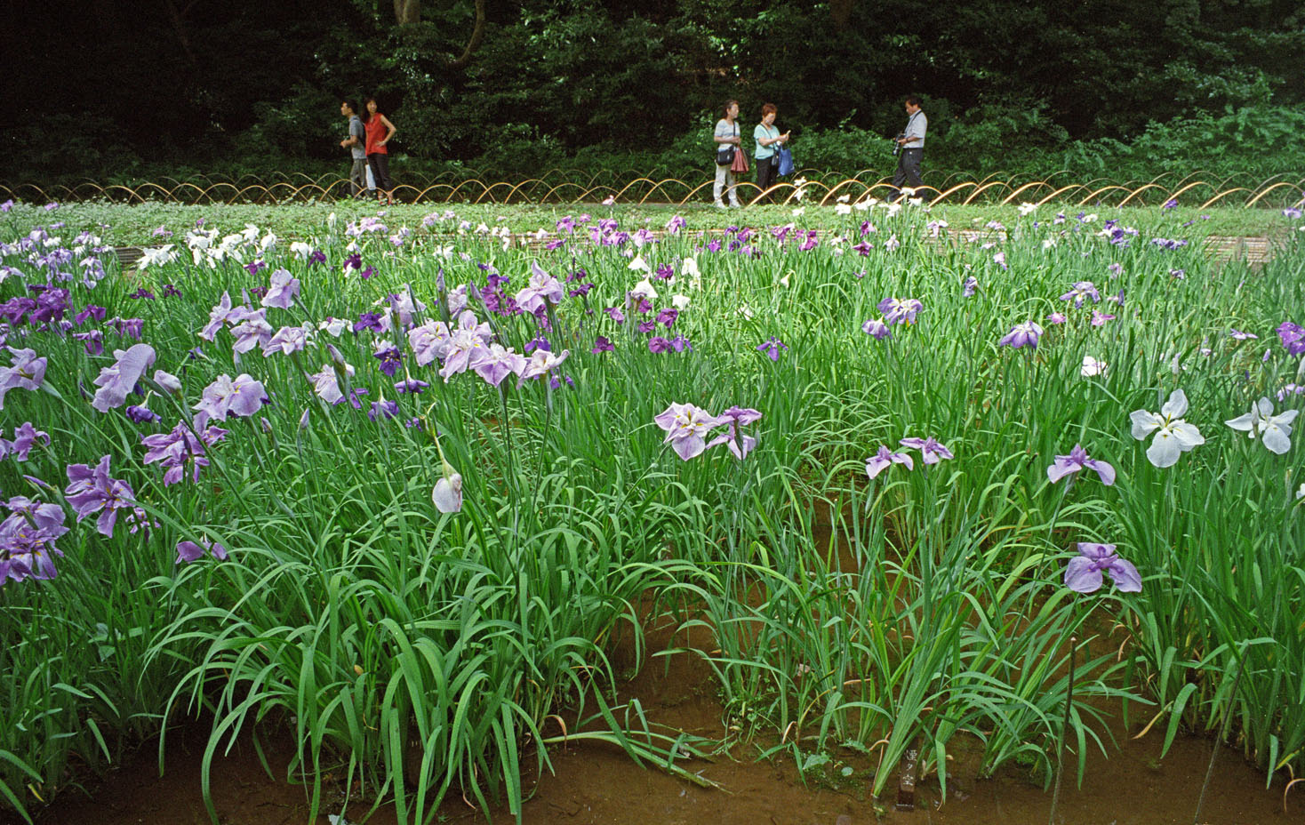 明治神宮内苑の菖蒲田_d0085413_17235129.jpg