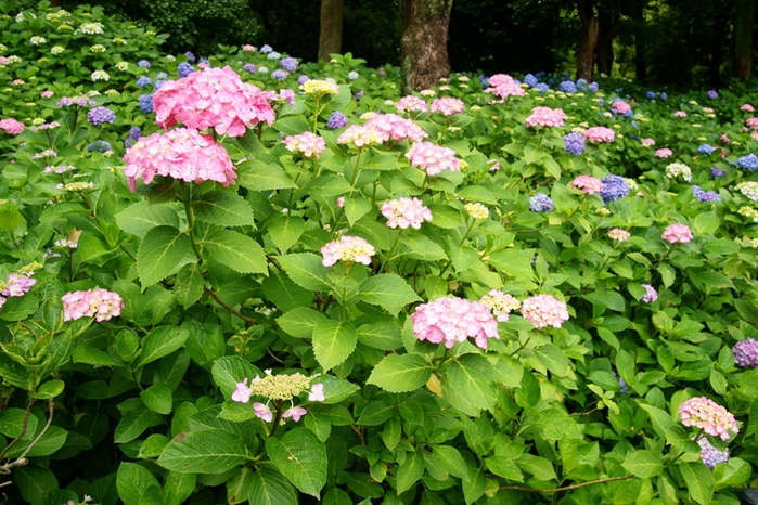 藤森神社の紫陽花_e0177413_1417447.jpg