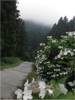 散歩部活動報告 「紫陽花のある風景」_e0142619_2342153.jpg