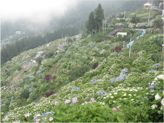 散歩部活動報告 「紫陽花のある風景」_e0142619_2345982.jpg