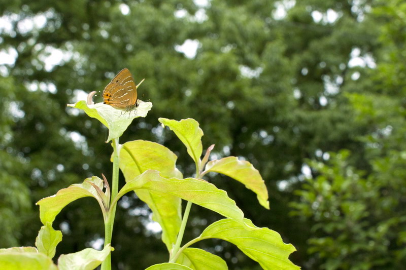 201100618  クヌギ林散歩：ダイセンシジミほか_d0090322_120916.jpg