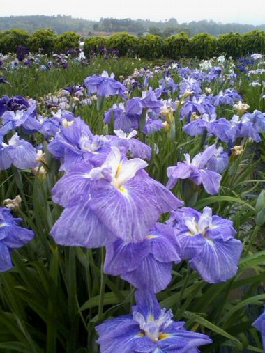 季節の花を追っかけて福井へ♪_c0152123_2039776.jpg