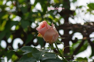 f0170524_9362283.jpg