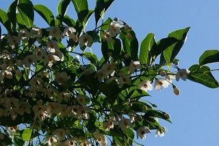 f0170524_9423192.jpg