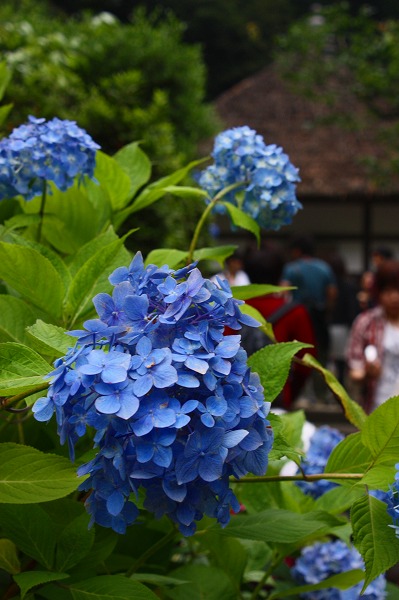 d0085025_935121.jpg