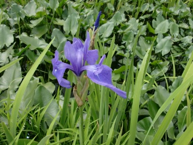 カキツバタ　八幡湿原_e0110940_23465562.jpg