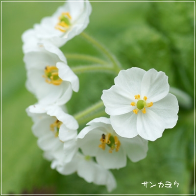 野の花_a0112747_1647465.jpg