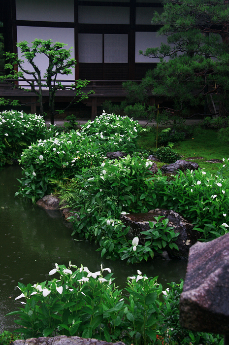 半夏生咲く庭(建仁寺塔頭・両足院)_f0155048_20112181.jpg