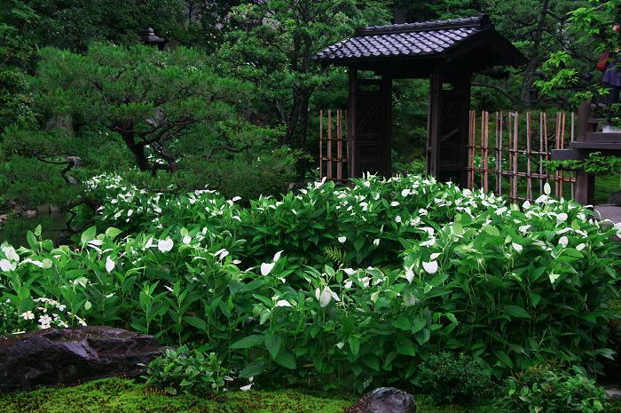 半夏生咲く庭(建仁寺塔頭・両足院)_f0155048_20132388.jpg