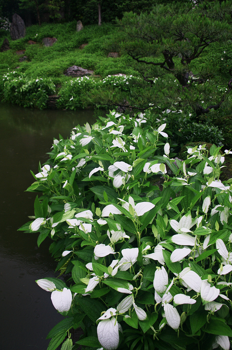 半夏生咲く庭(建仁寺塔頭・両足院)_f0155048_20154666.jpg