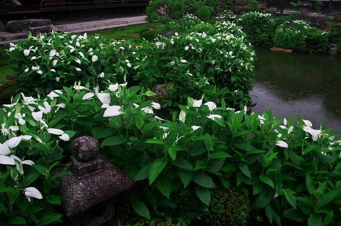 半夏生咲く庭(建仁寺塔頭・両足院)_f0155048_2016376.jpg