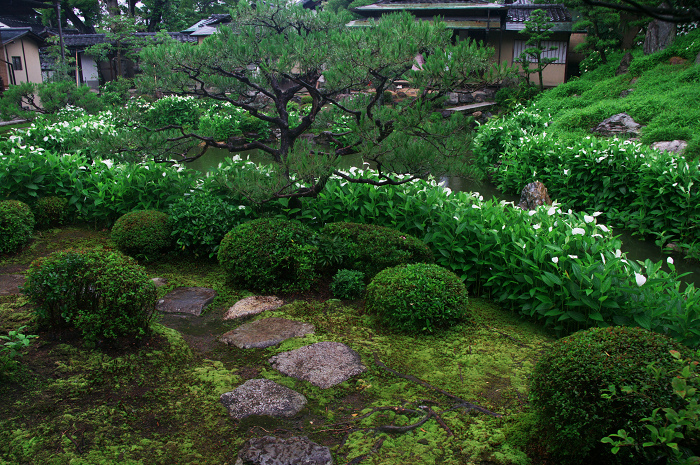 半夏生咲く庭(建仁寺塔頭・両足院)_f0155048_20171619.jpg