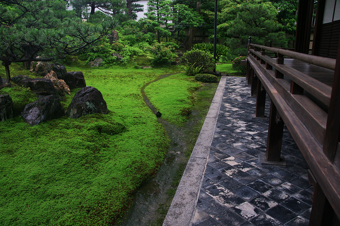 半夏生咲く庭(建仁寺塔頭・両足院)_f0155048_20181525.jpg