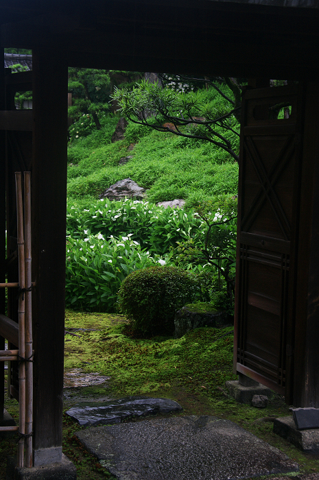 半夏生咲く庭(建仁寺塔頭・両足院)_f0155048_2018390.jpg