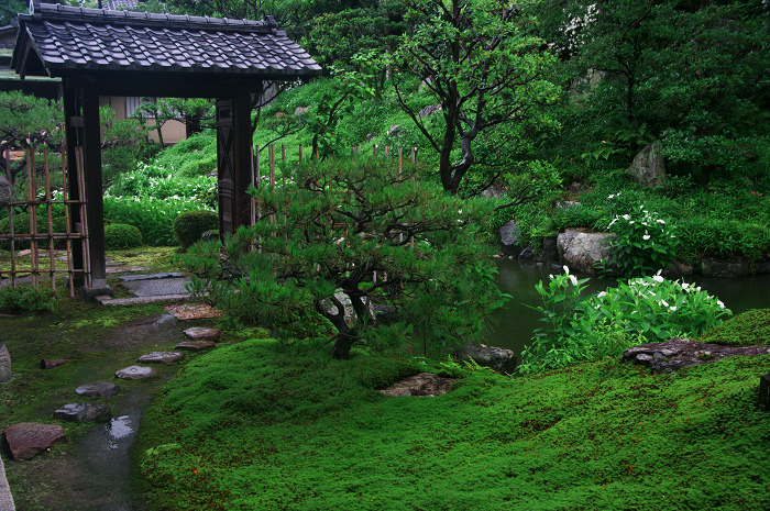 半夏生咲く庭(建仁寺塔頭・両足院)_f0155048_2018392.jpg