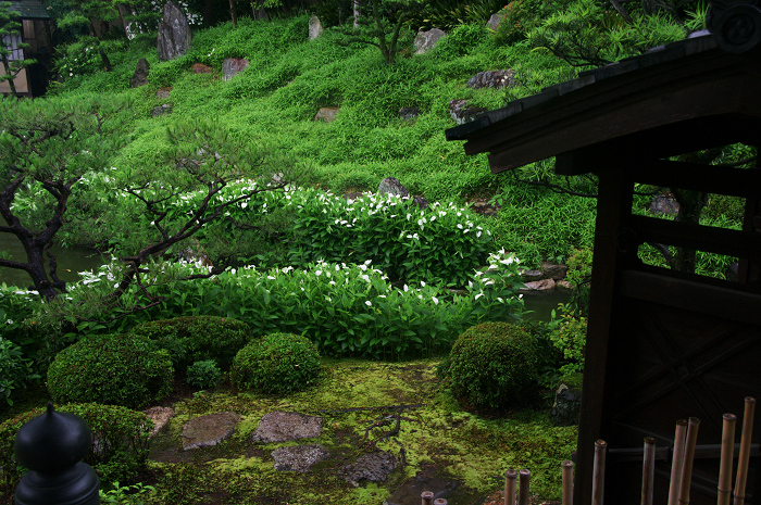 半夏生咲く庭(建仁寺塔頭・両足院)_f0155048_2054122.jpg
