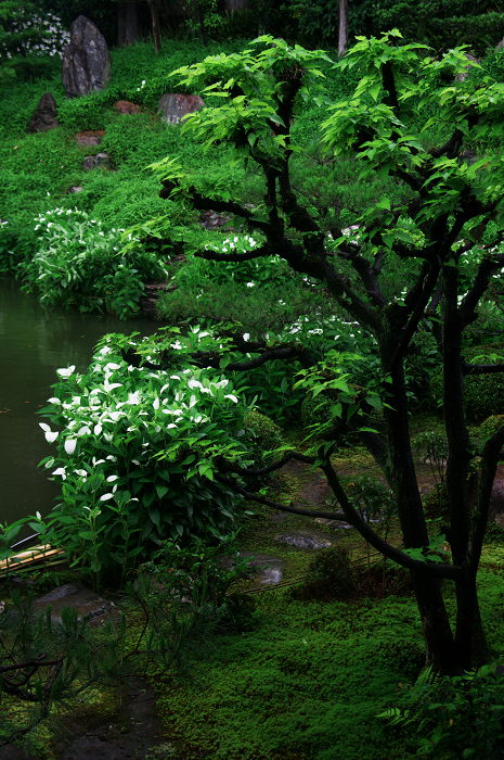 半夏生咲く庭(建仁寺塔頭・両足院)_f0155048_206238.jpg