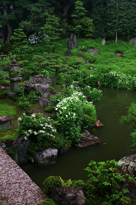 半夏生咲く庭(建仁寺塔頭・両足院)_f0155048_2071760.jpg