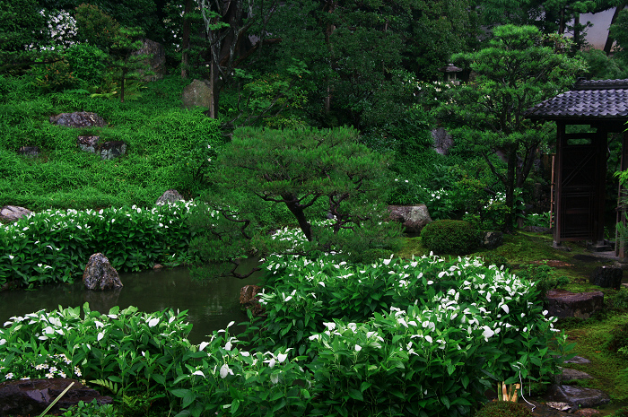半夏生咲く庭(建仁寺塔頭・両足院)_f0155048_207197.jpg