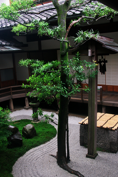 半夏生咲く庭(建仁寺塔頭・両足院)_f0155048_2075198.jpg