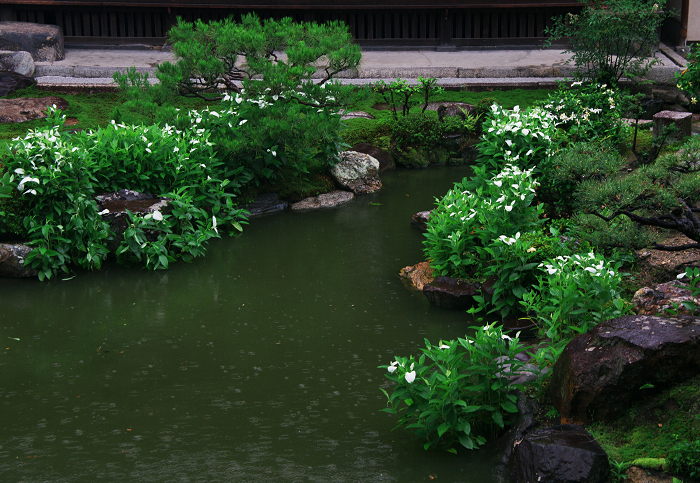 半夏生咲く庭(建仁寺塔頭・両足院)_f0155048_2091054.jpg