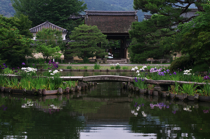 花盛りの梅宮大社(後編)_f0155048_21104594.jpg