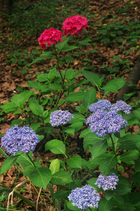 花盛りの梅宮大社(後編)_f0155048_21105324.jpg