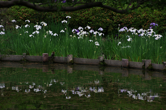 花盛りの梅宮大社(後編)_f0155048_21111075.jpg