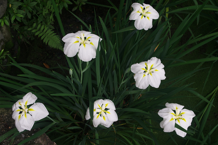 花盛りの梅宮大社(後編)_f0155048_21111581.jpg