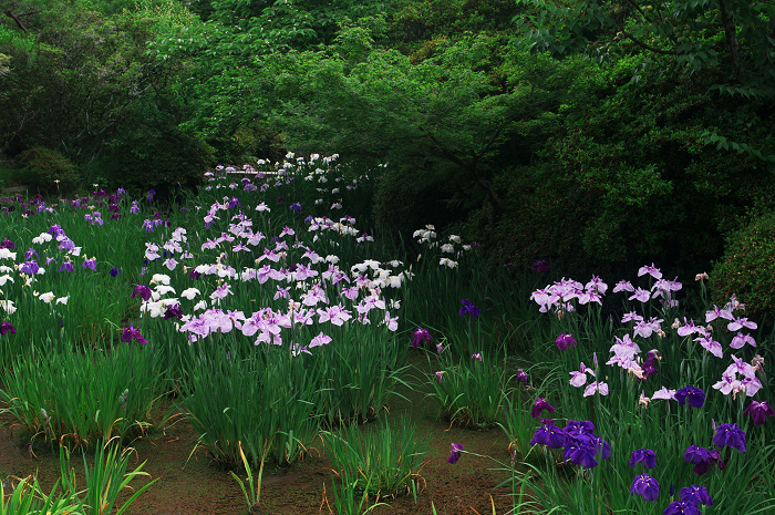 花盛りの梅宮大社(後編)_f0155048_2111195.jpg