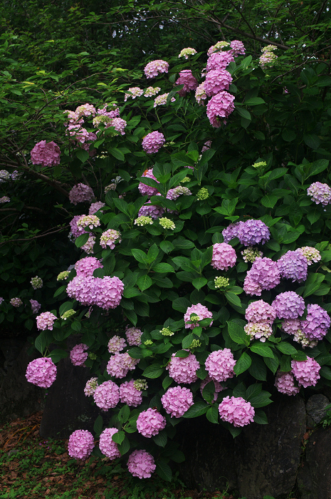 花盛りの梅宮大社(後編)_f0155048_2111330.jpg
