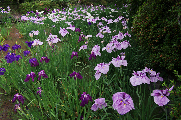花盛りの梅宮大社(後編)_f0155048_21113660.jpg