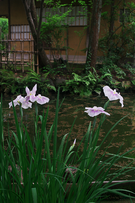 花盛りの梅宮大社(後編)_f0155048_2111566.jpg