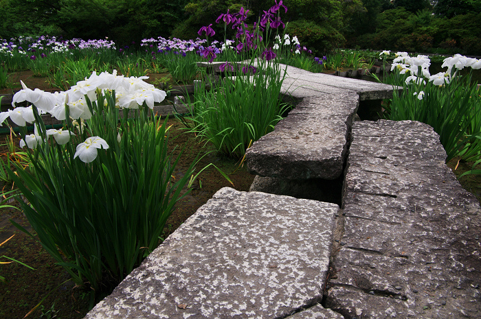 花盛りの梅宮大社(後編)_f0155048_21142150.jpg