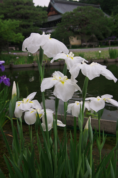 花盛りの梅宮大社(後編)_f0155048_21151557.jpg
