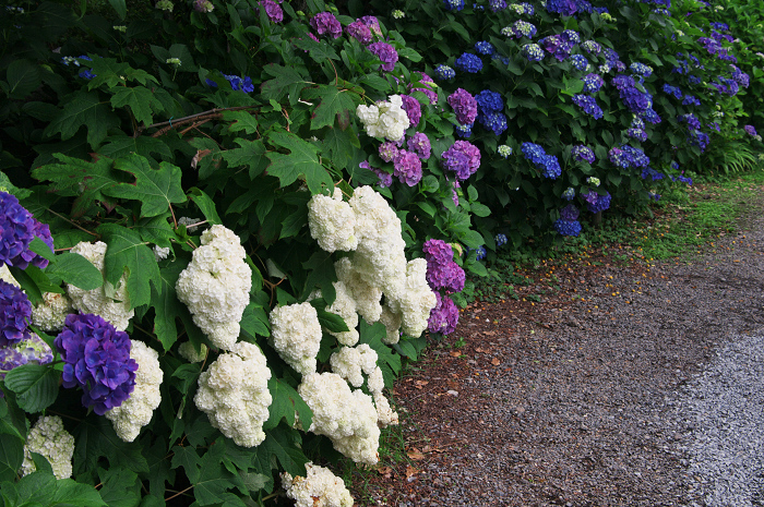 花盛りの梅宮大社(後編)_f0155048_21162979.jpg