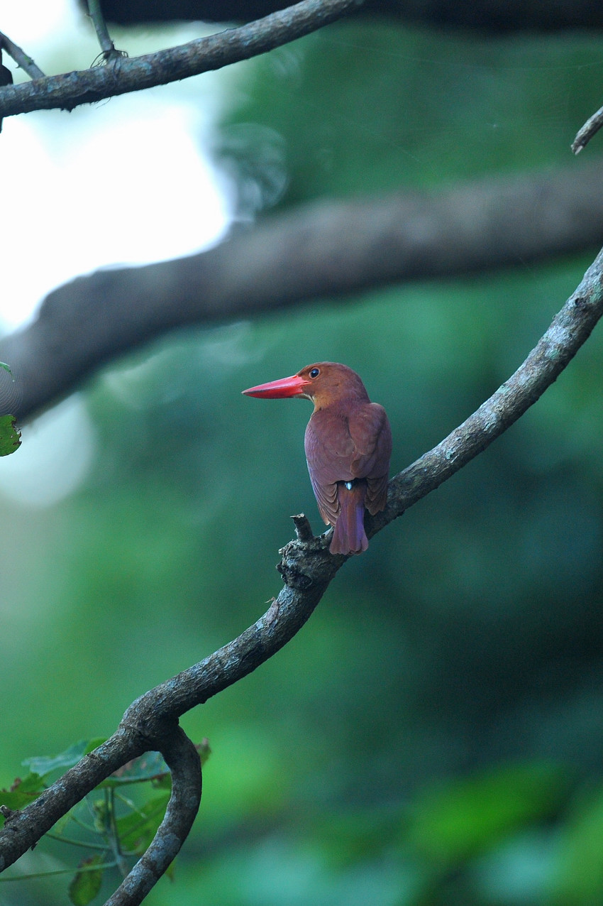 アカショウビン（リュウキュウアカショウビン） : Birding in Japan!