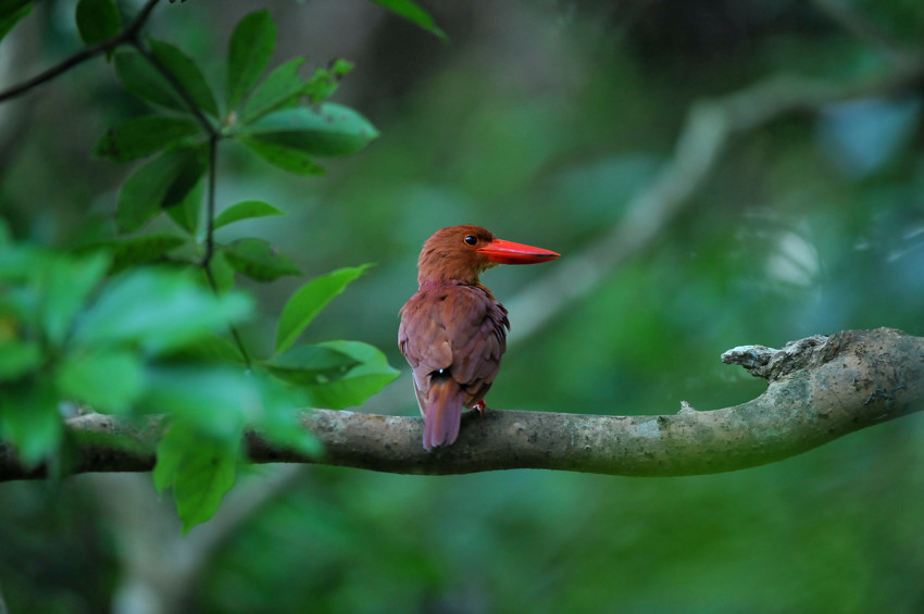 アカショウビン（リュウキュウアカショウビン） : Birding in Japan!