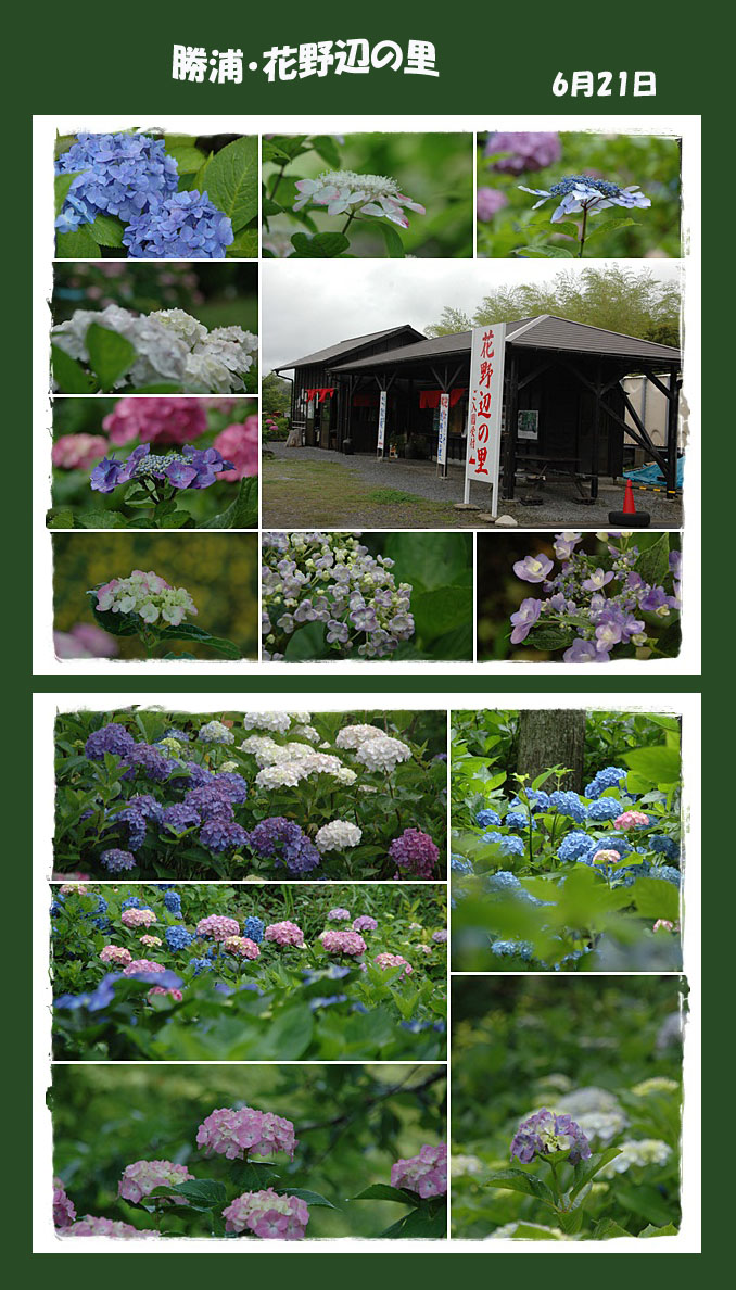 勝浦・花野辺の里へ　紫陽花を見に・・・_e0020954_2057514.jpg