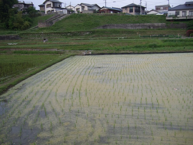 平谷1丁目の県道31号線を歩く_b0095061_13292256.jpg