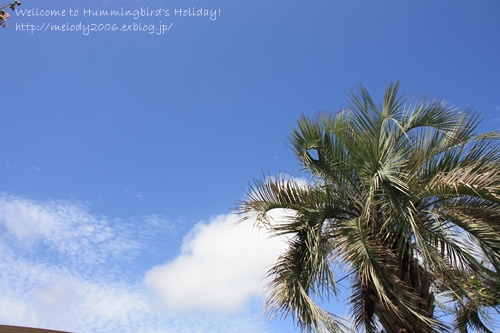 青空＆牛肉とカラフルパプリカのオイスター炒め＆冷や汁_d0081464_14422676.jpg