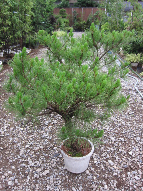 値下げ☆赤松 庭木