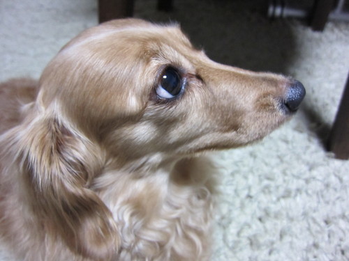 ピンクのアナベル_b0200291_2013942.jpg